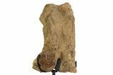 Fossil Hadrosaur Limb Section w/ Metal Stand - South Dakota #354334-2